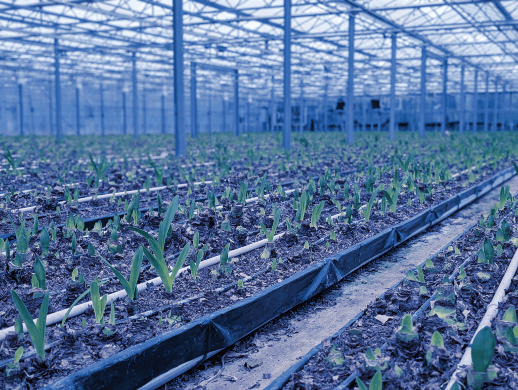 Image of amaryllis plants at the production site of Gärtnerei T. & S. Rütten in Meerbusch