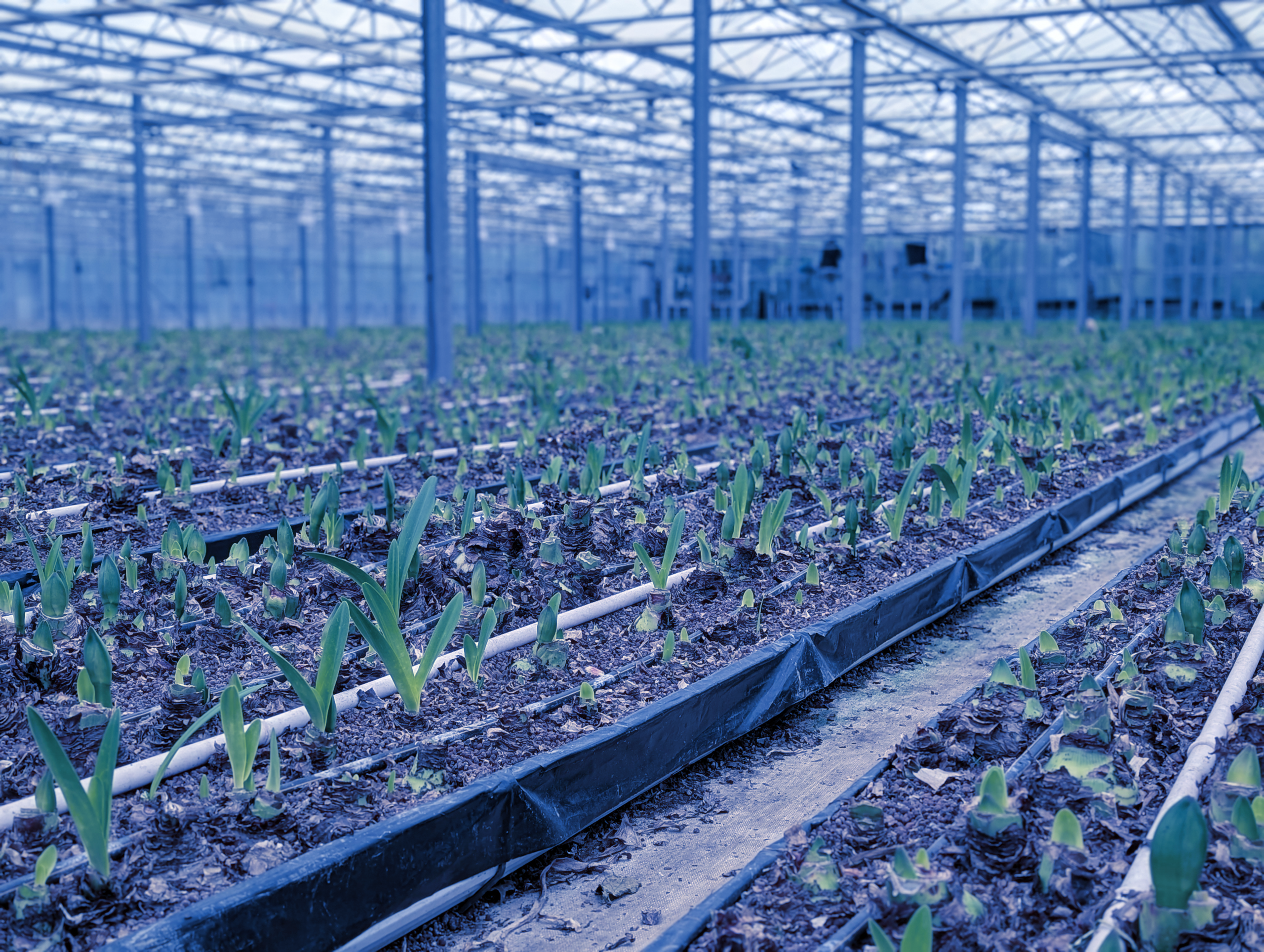 Image of amaryllis plants at the production site of Gärtnerei T. & S. Rütten in Meerbusch, Germany