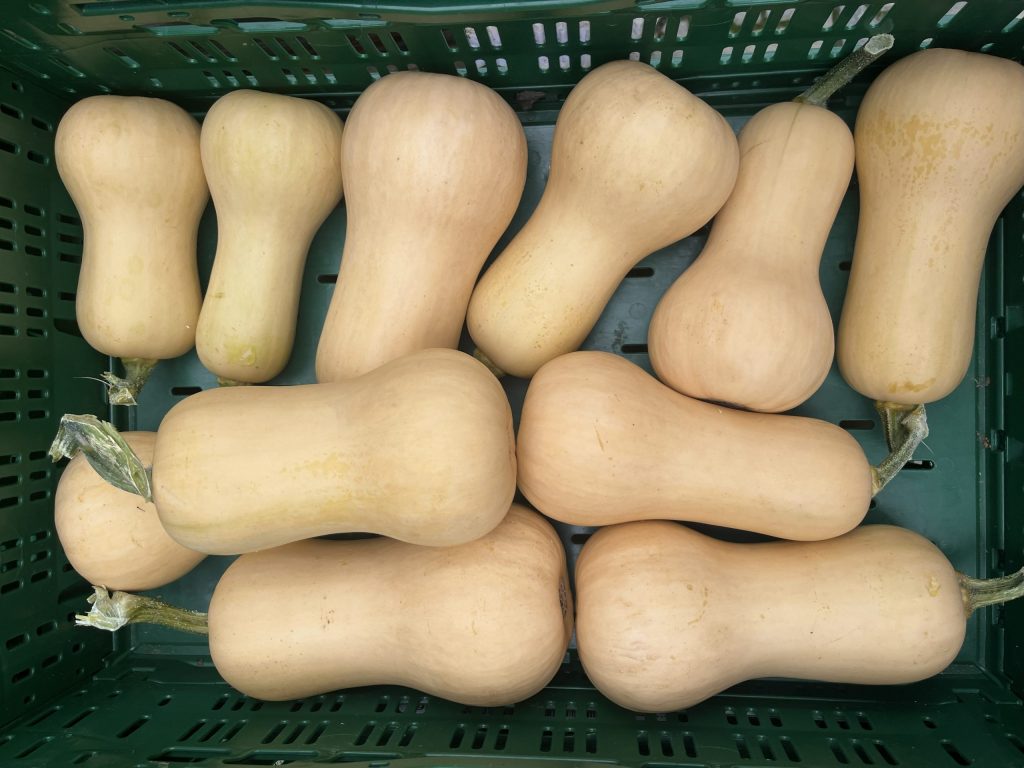 Image of butternut squash after harvest