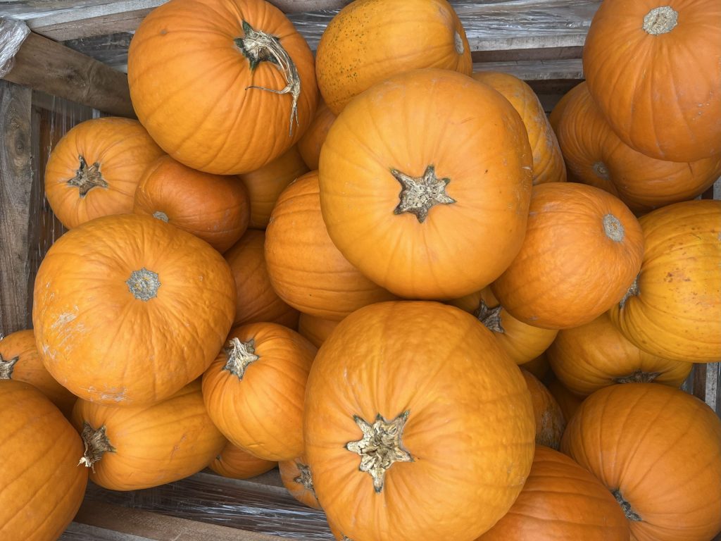 Image of pumpkins after harvest