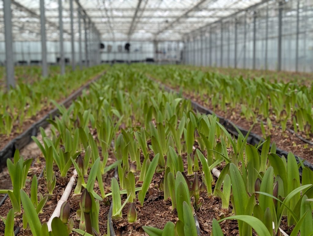 Image of temperature-controlled amaryllis production