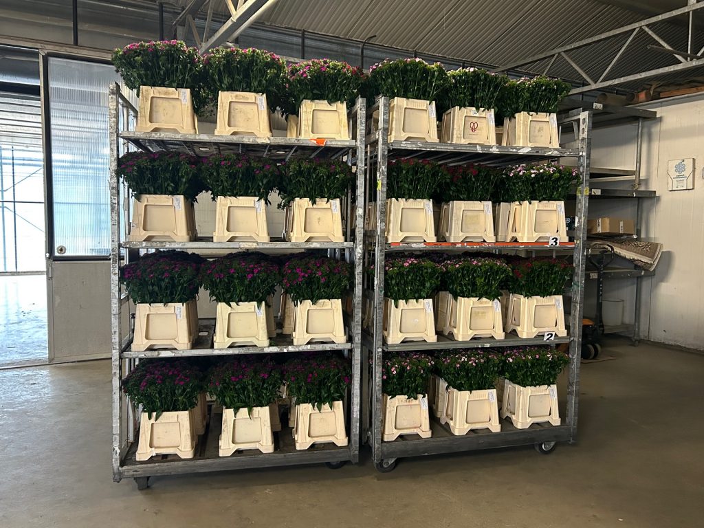 Image of cut flowers prepared for distribution