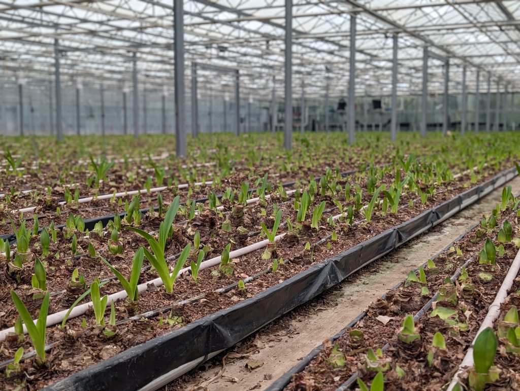 Image of amaryllis production in a greenhouse