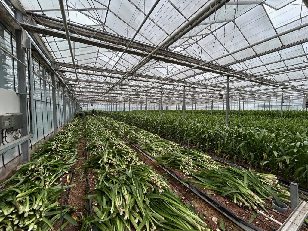 Image of the amaryllis production process