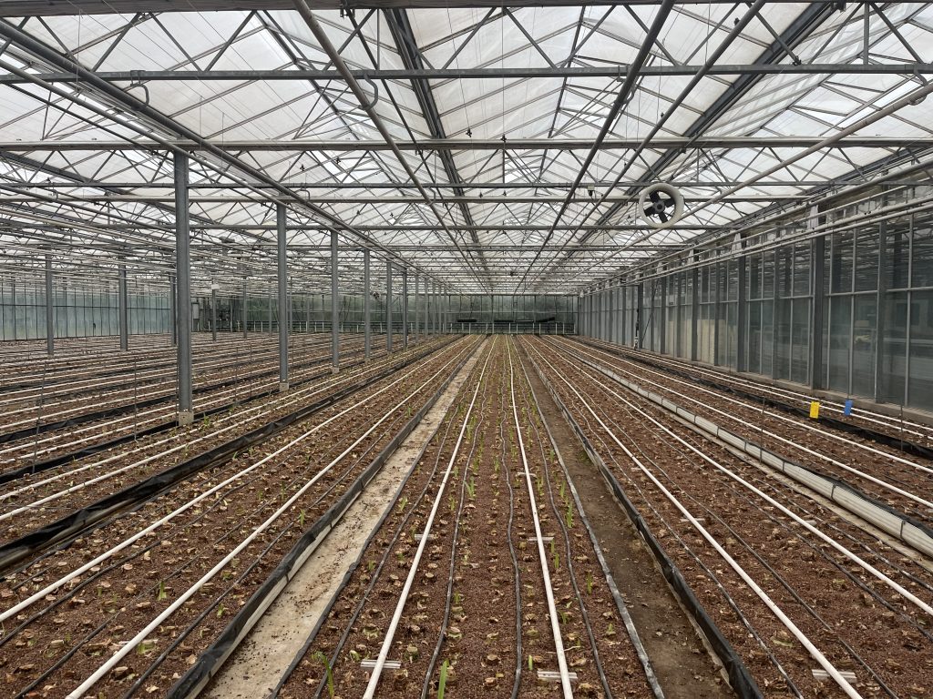 Image of mature amaryllis plants in a greenhouse