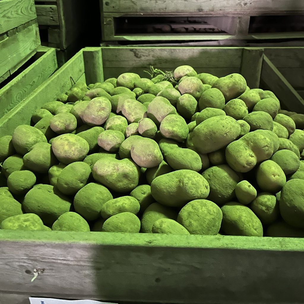 Image of potatoes from the farm of Alois Keutmann in the cold storage unit