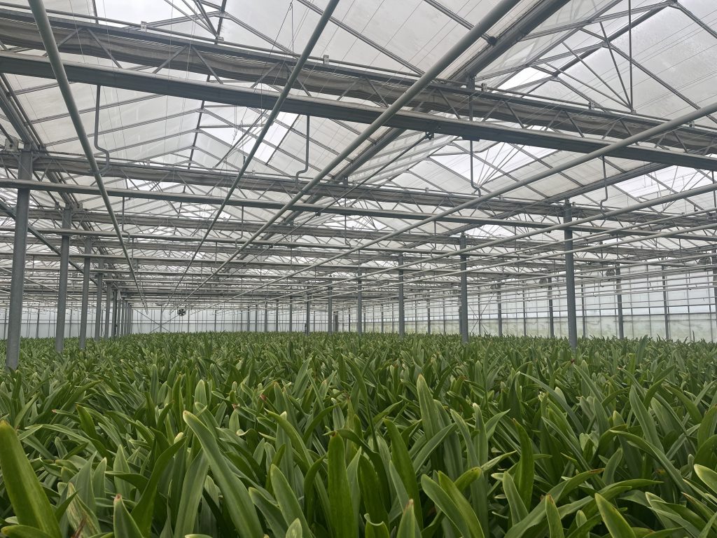 Image of young amaryllis plants in a greenhouse