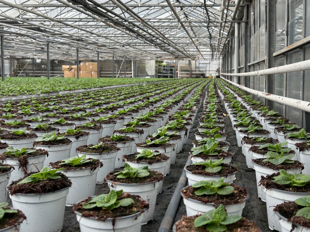 Image of young plants in a greenhouse