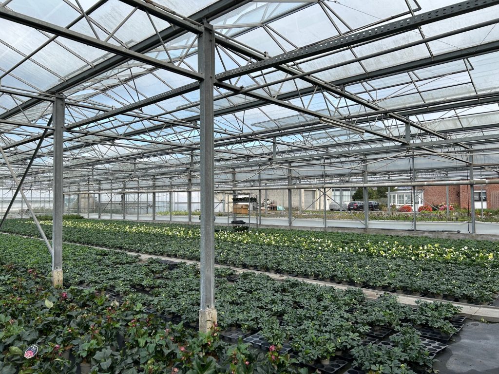 Image of mature plants in a greenhouse