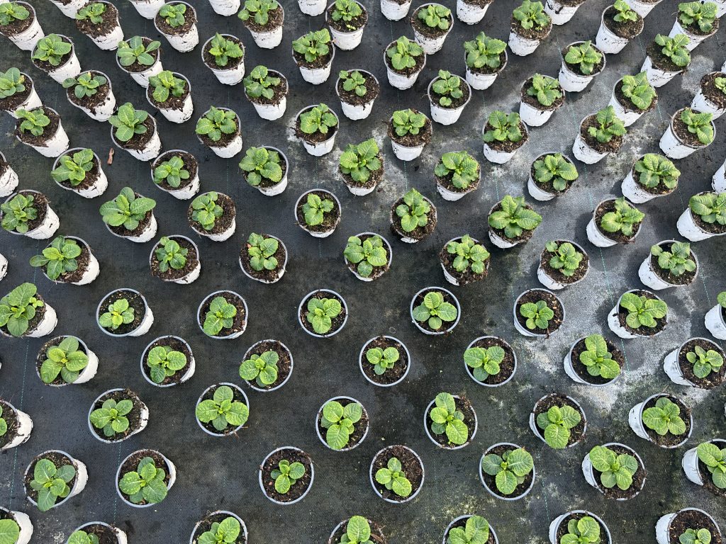 Image of young plants in an irrigation area