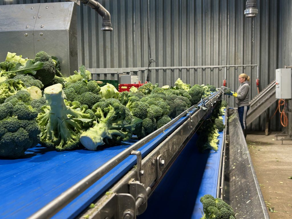 Image of broccoli being prepared for packing