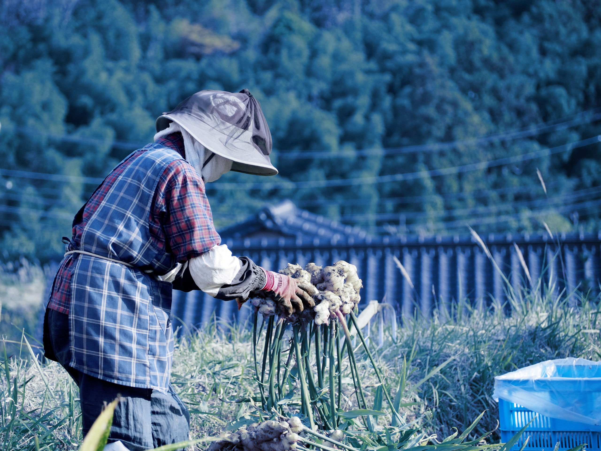 A farm worker picking up ginger in the field.