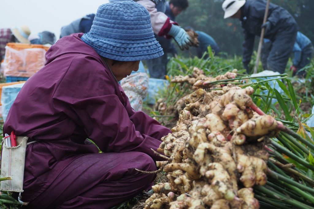 Workers picking ginger in the fields.