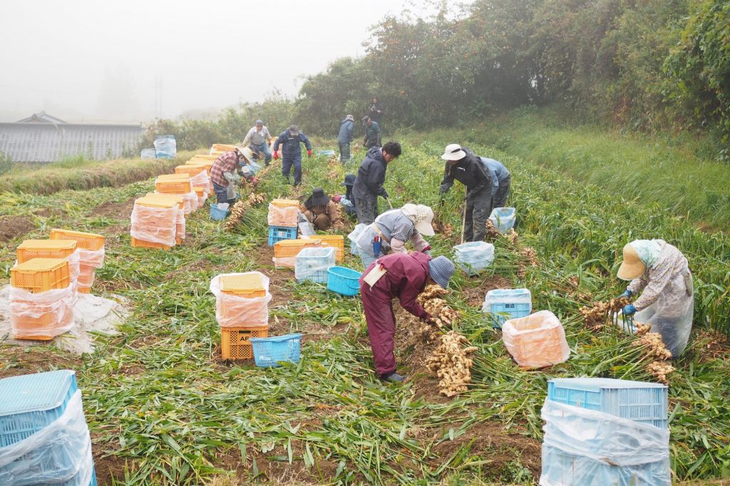 Workers picking ginger in the fields.