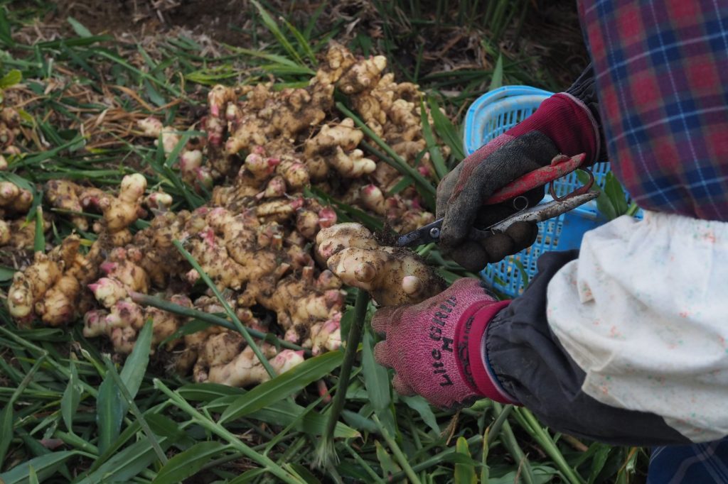 Workers picking ginger in the fields.