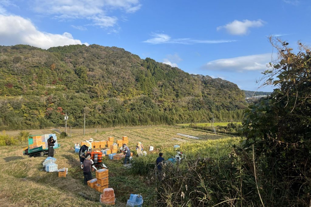 Workers picking ginger in the fields.