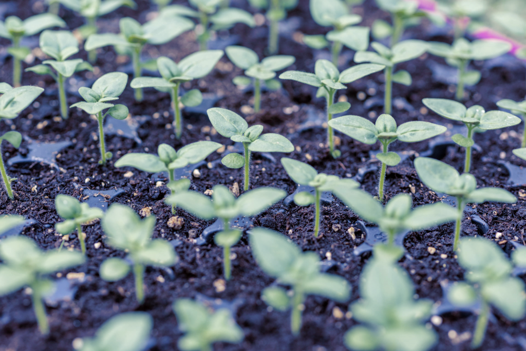 Image of young plants growing in a plant nursery greenhouse