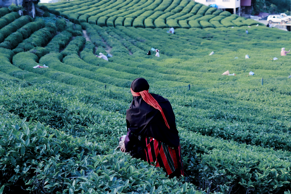 Women help build resilience across farming communities, contribute to food security, and support the long‑term viability of agricultural systems.
