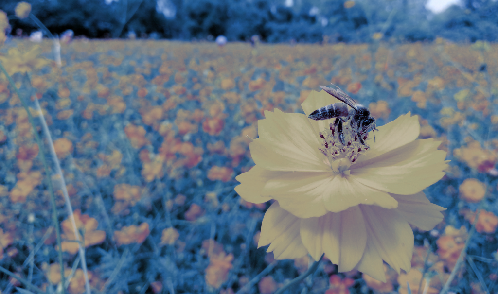A bee collecting pollen from an orange flower.