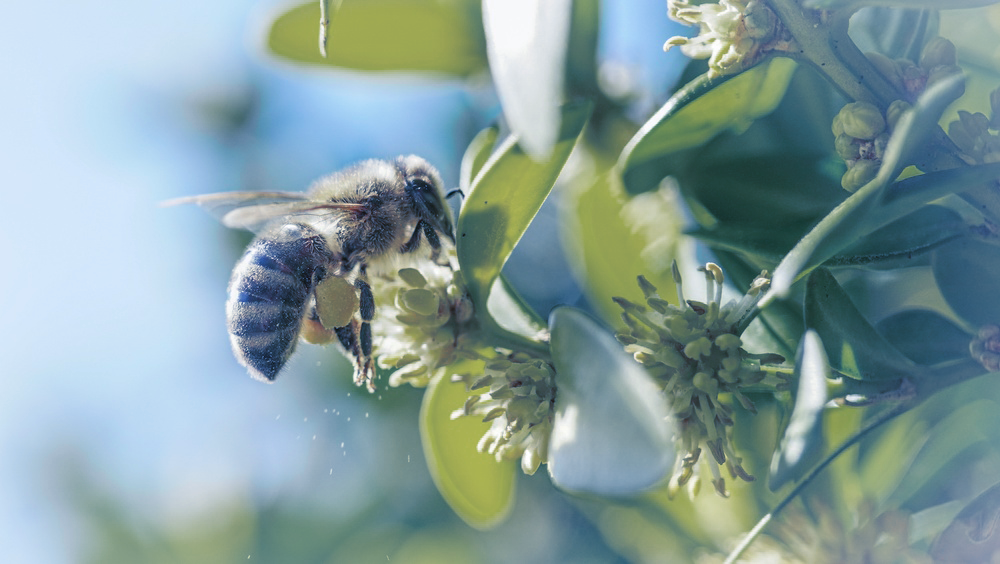 Biodiversity in agriculture is inherently local, shaped by geography, climate, and farming practices.