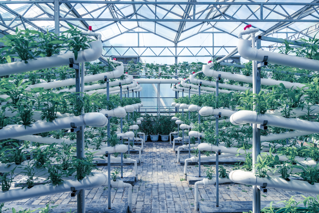 Image of a commercial greenhouse operation for vegetables