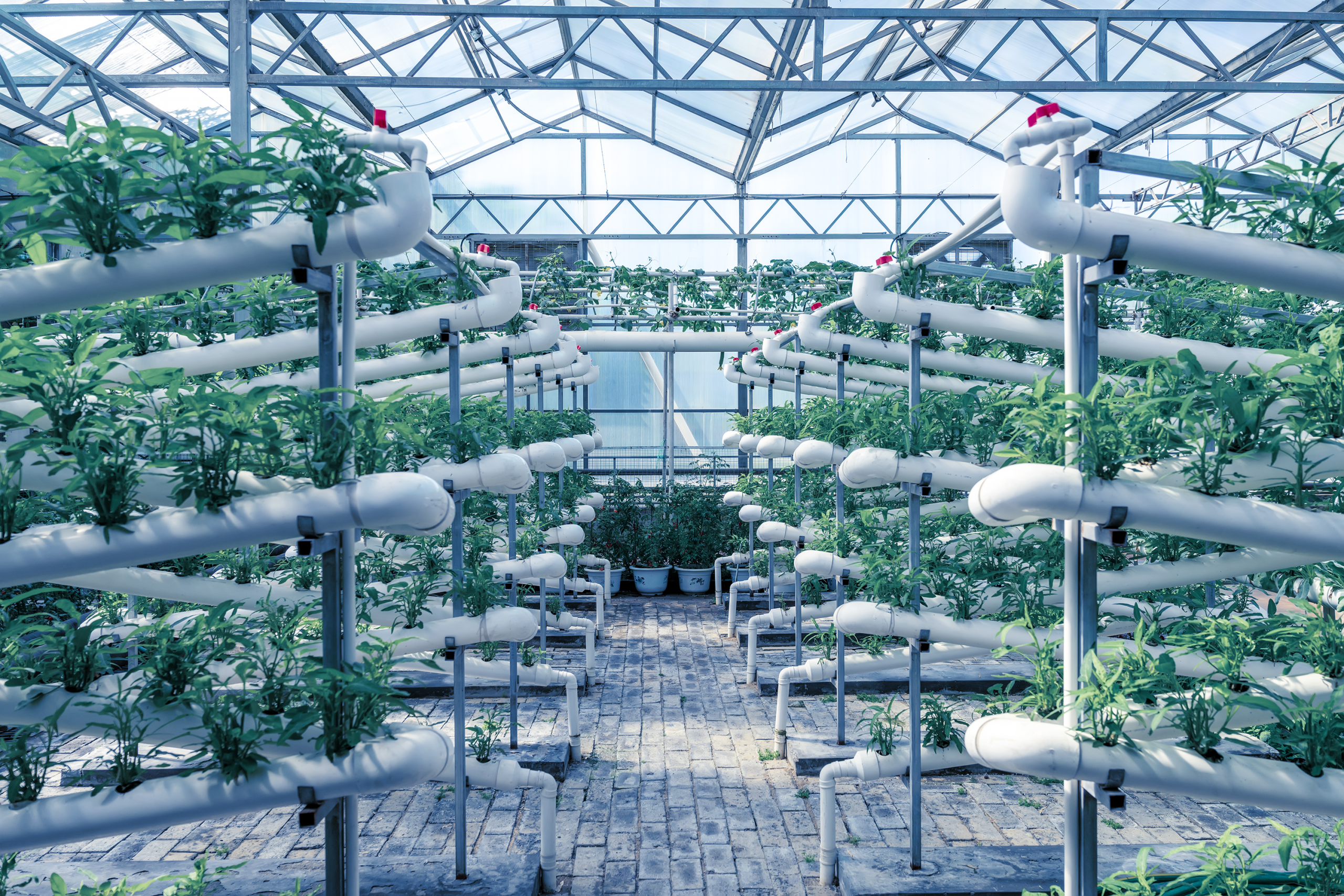Image of a commercial greenhouse operation for vegetables