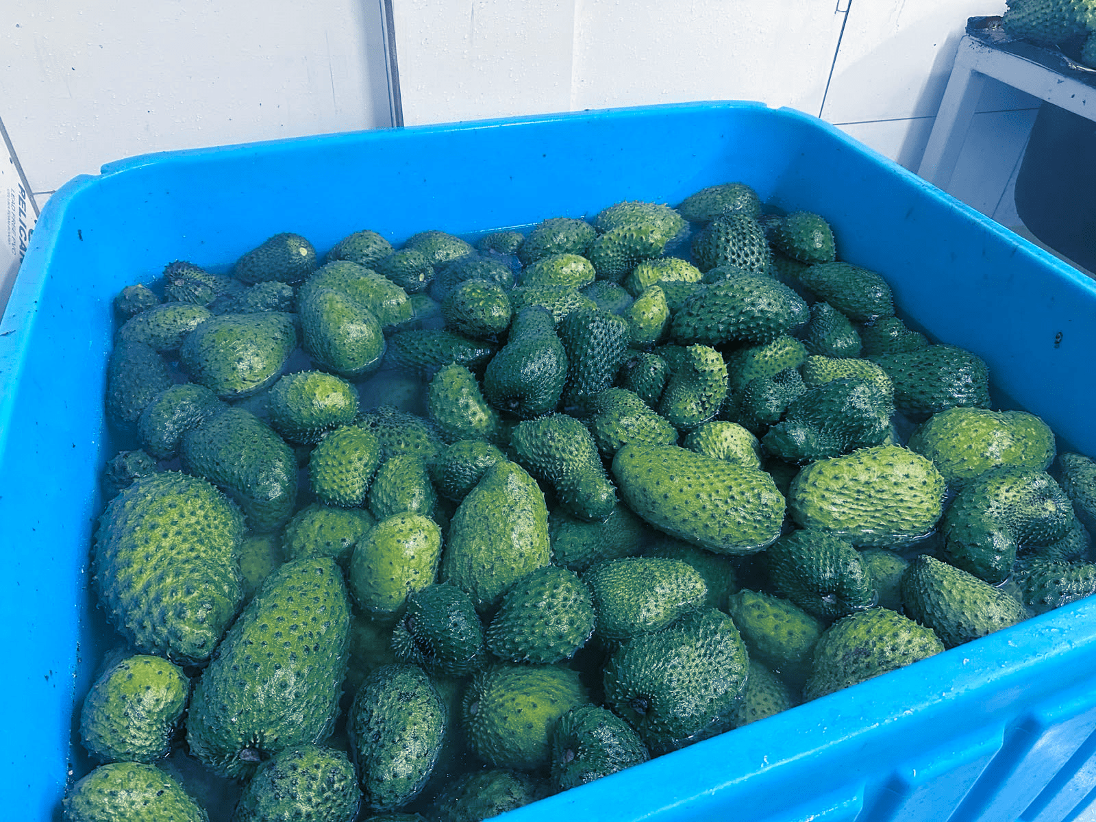 Image of harvested soursop in a produce handling unit