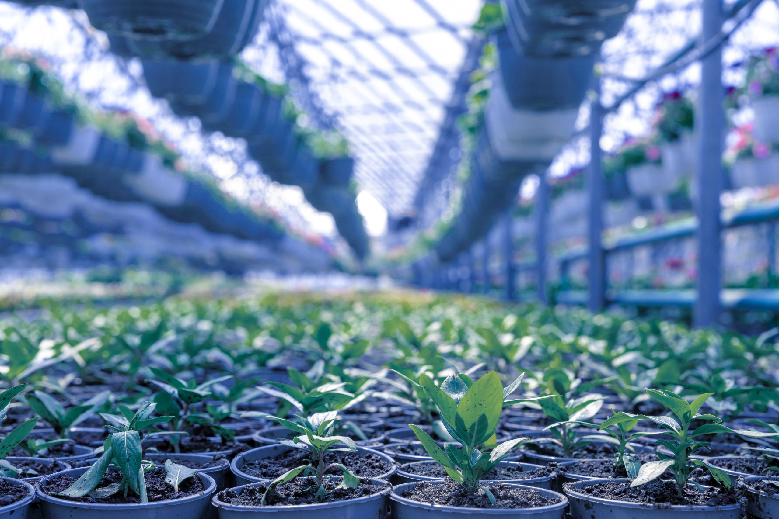 Image of young plants in a greenhouse during winter