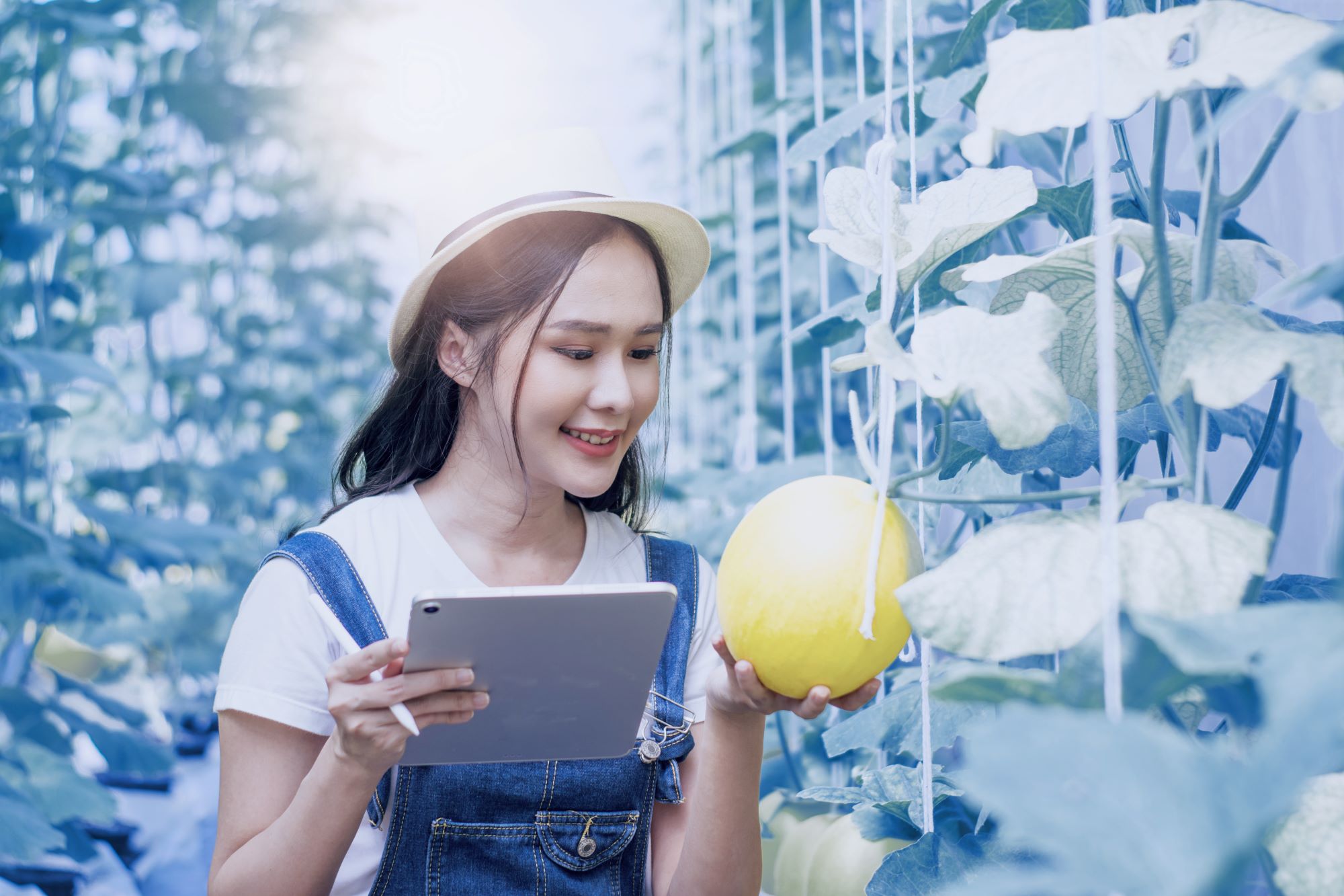 A female farmer holding a melon and a tablet while inspecting plants in a greenhouse.
