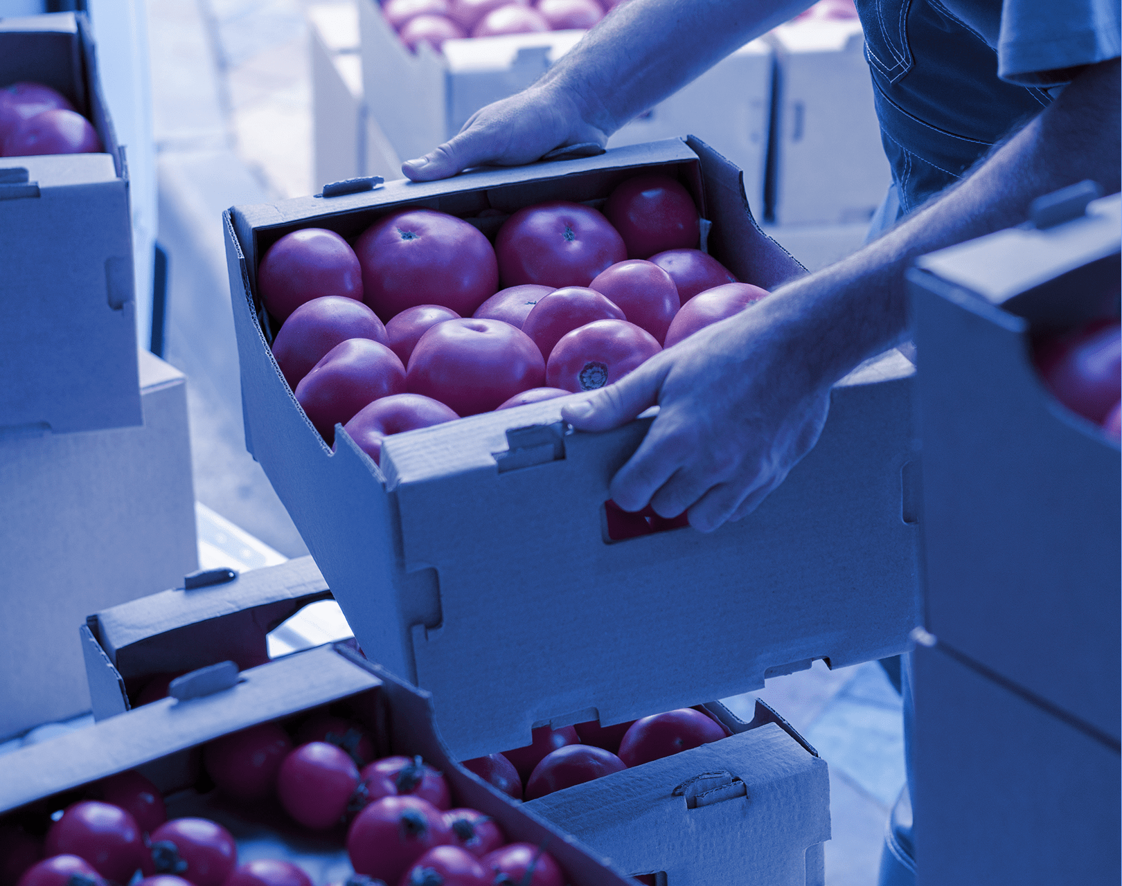 Male worker carrying boxes of tomatoes from a truck.