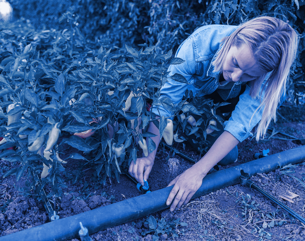 Farmer adjusting drip irrigation system in pepper field