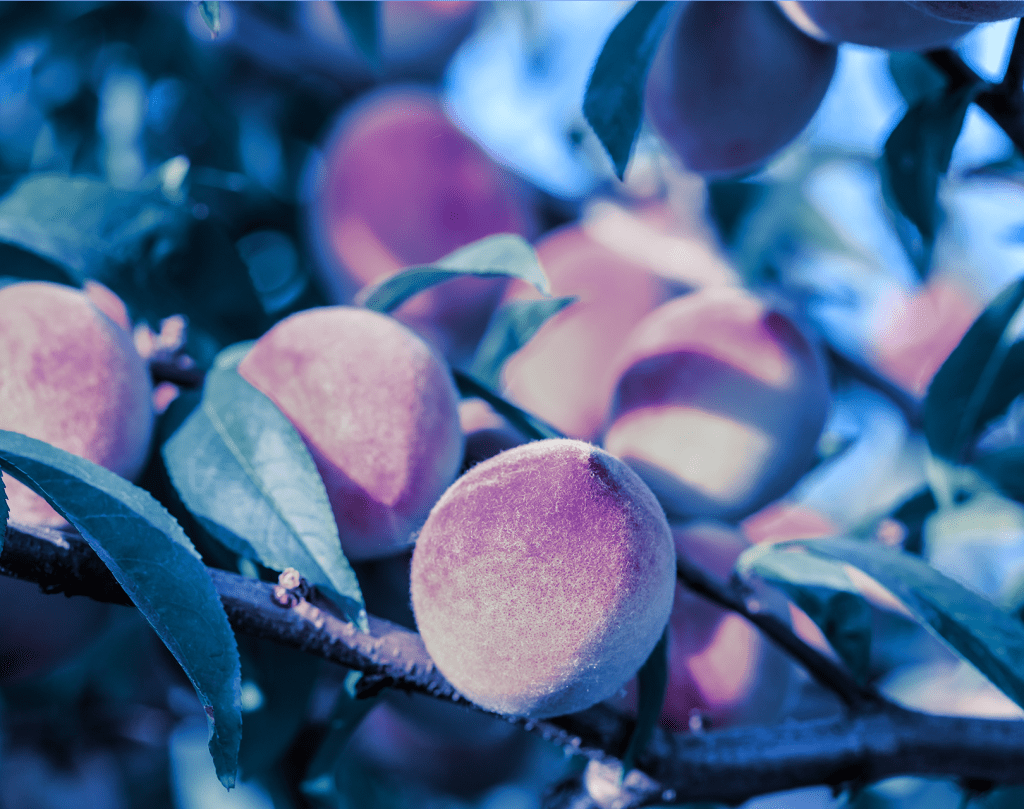 Ripe peaches on a tree.