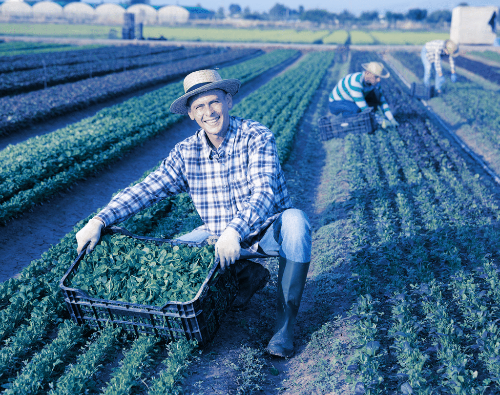 A farmer presenting the harvest on a field