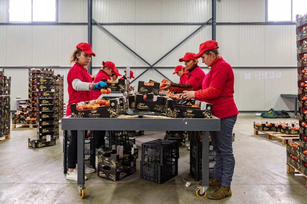 Women workers packing tomatoes at Helvetas Swiss Intercooperation, Albania 