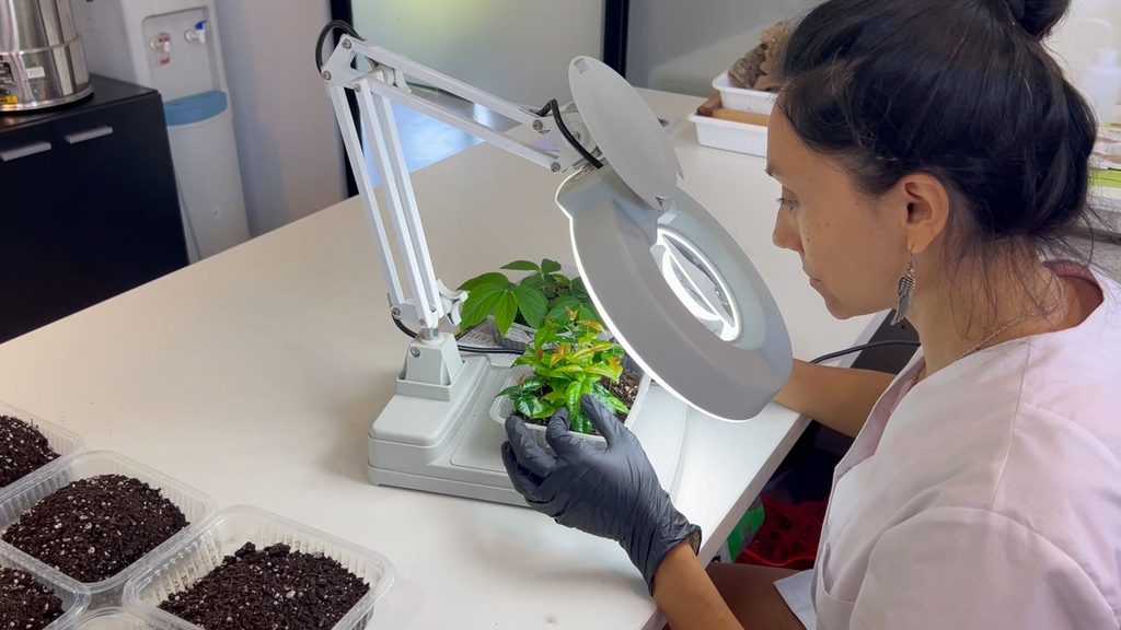A scientist looking at plants through a microscope