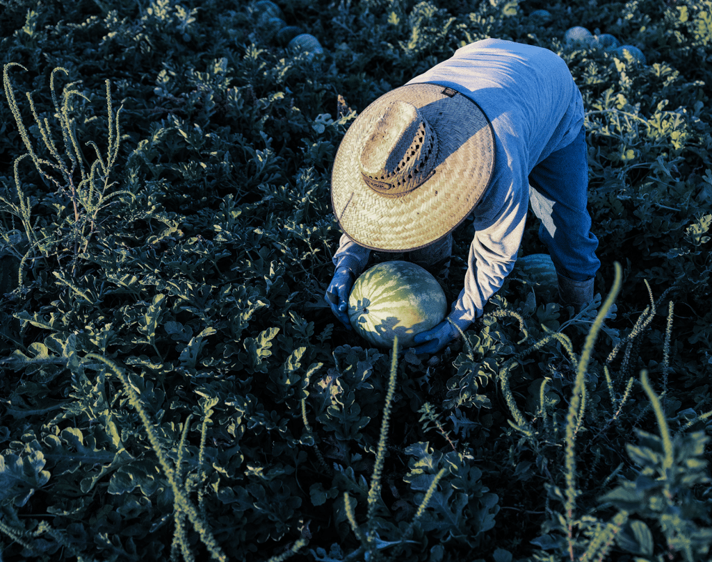 Worker harvesting watermelon