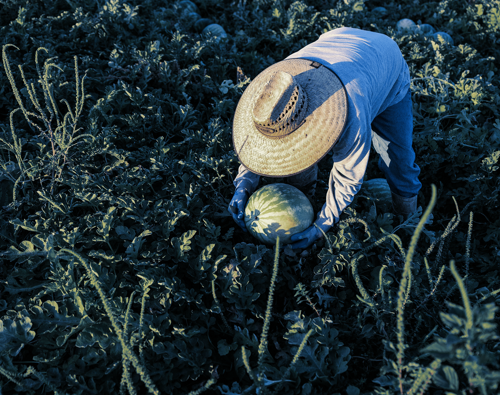 Worker harvesting watermelon