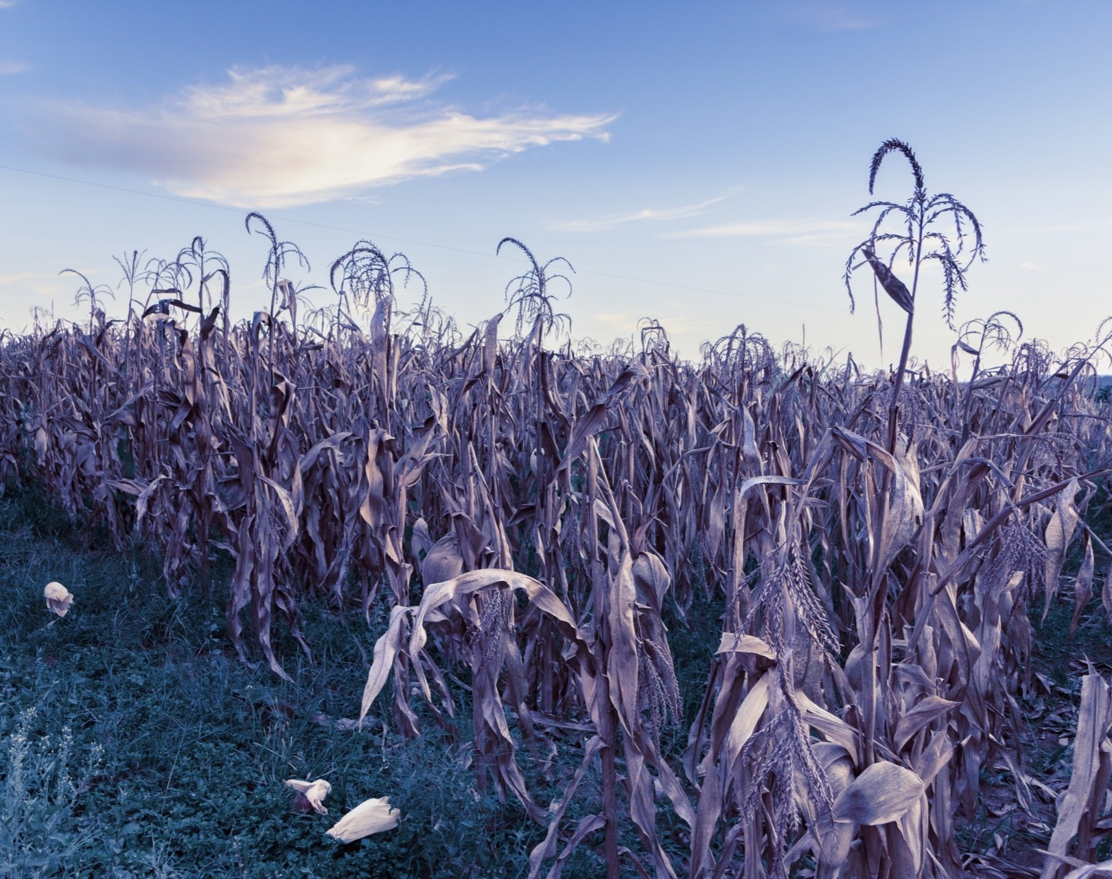 Rising temperatures and prolonged heat waves are placing greater pressure on agricultural production.