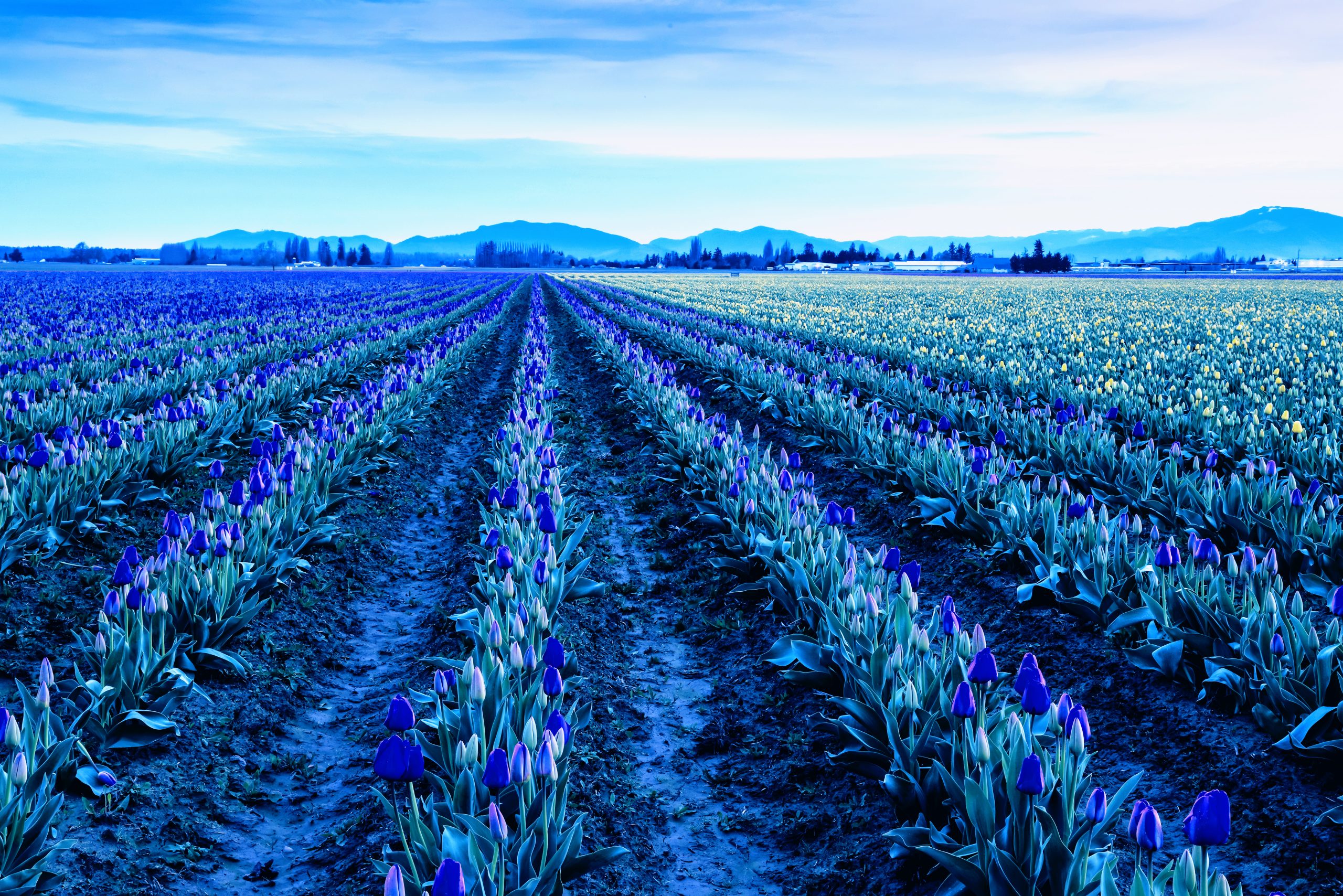 A winding blue stream glows as it flows through a field of vibrant pink flowers at sunset, with distant mountains silhouetted against the sky.