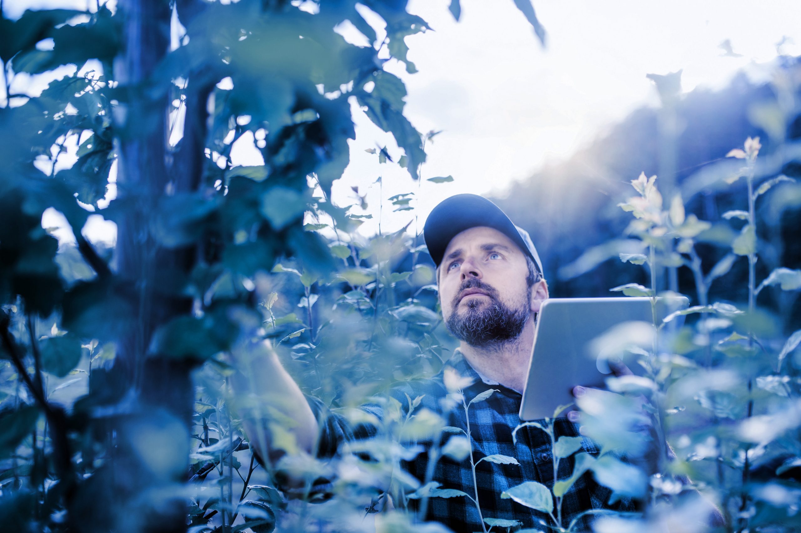 A man wearing a cap and holding a tablet inspects leaves on a tree in an outdoor setting with sunlight filtering through the foliage.