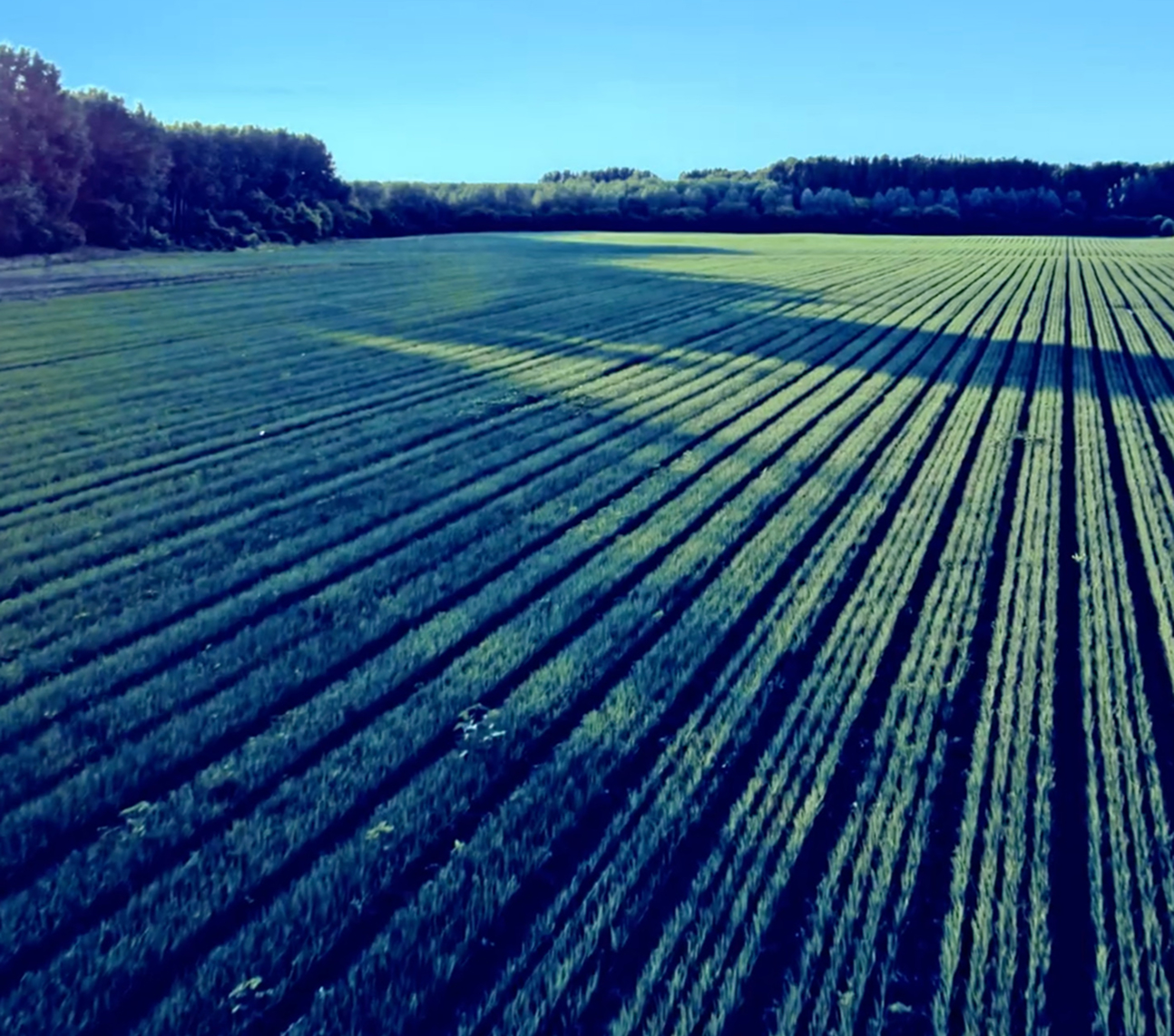 A large, green agricultural field with evenly spaced crop rows stretches into the distance, bordered by trees under a clear blue sky—an inviting Homepage view of rural tranquility.