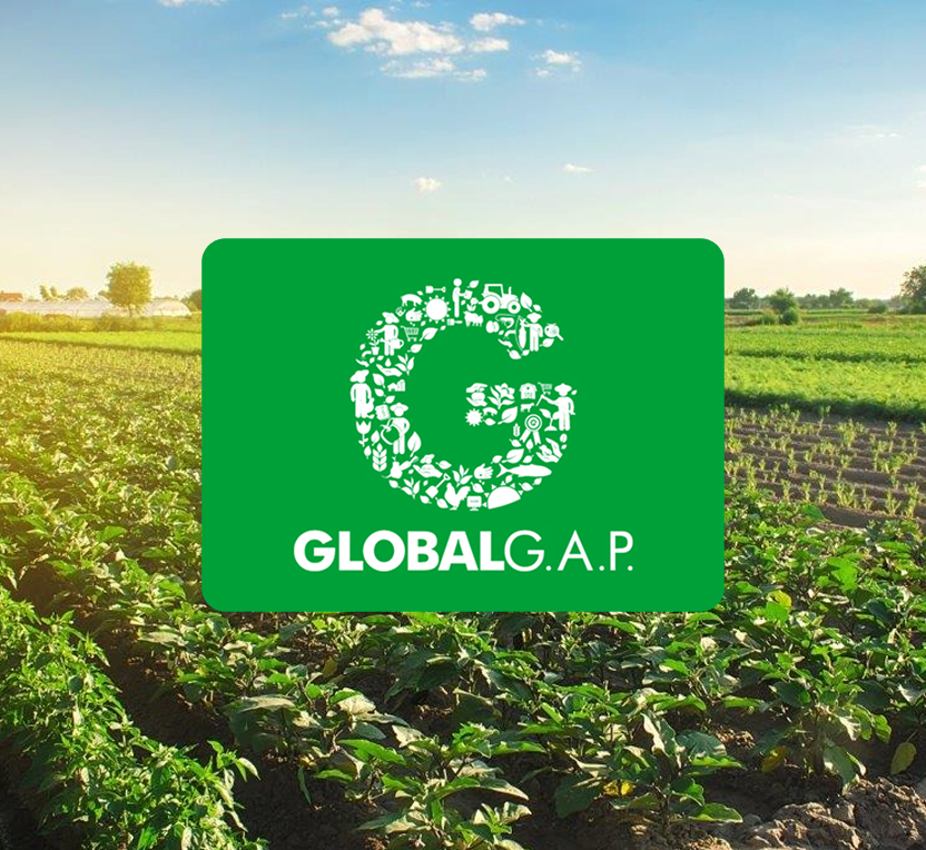 A lush green crop field under a bright sky, featuring Our company’s large green GLOBALG.A.P. logo with assorted farm-related icons forming the letter "G" in the center of the image.